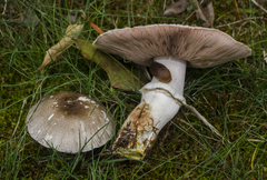 Agaricus moelleri