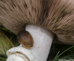 Agaricus moelleri