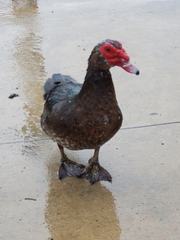 Cairina moschata domestica