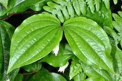 Prosartes smithii