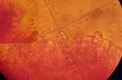 Laccaria paraphysata