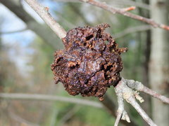 Callirhytis seminator