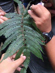 Pteris aspericaulis