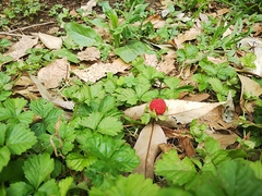 Potentilla hebiichigo