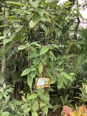 Cananga odorata
