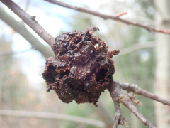 Callirhytis seminator