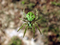Cryptaranea atrihastula