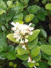 Ligustrum