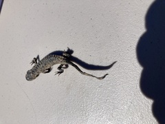 Ambystoma tigrinum