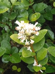 Ligustrum