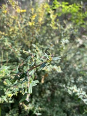 Bossiaea cinerea