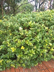 Ligustrum