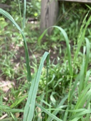 Bromus catharticus
