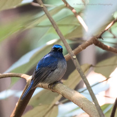 Niltava macgrigoriae