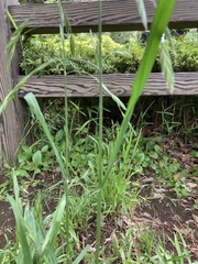 Bromus catharticus