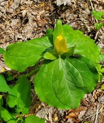 Trillium luteum