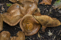 Paxillus cuprinus