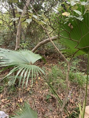 Livistona chinensis