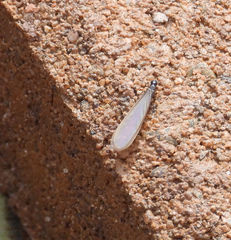 Termitinae