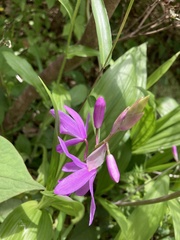 Bletilla