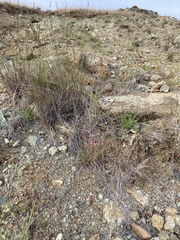 Streptanthus glandulosus niger