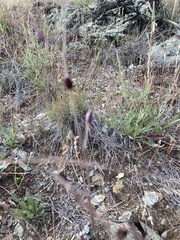 Streptanthus glandulosus niger