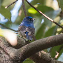 Niltava macgrigoriae