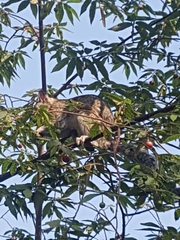 Sciurus variegatoides