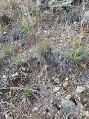 Streptanthus glandulosus niger