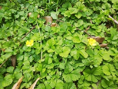 Potentilla hebiichigo