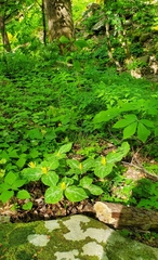Trillium luteum