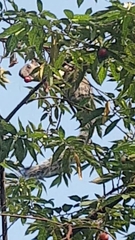 Sciurus variegatoides