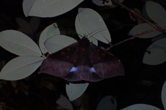 Ischyja manlia
