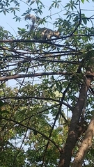 Sciurus variegatoides