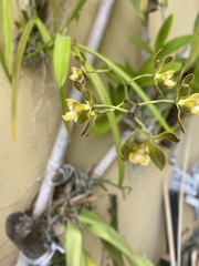 Encyclia parviflora