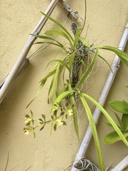 Encyclia parviflora
