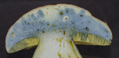 Butyriboletus autumniregius
