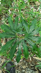 Arisaema thunbergii urashima