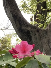 Rhododendron