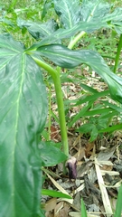 Arisaema thunbergii urashima