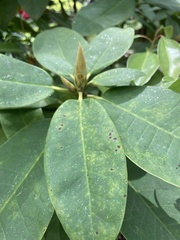 Rhododendron