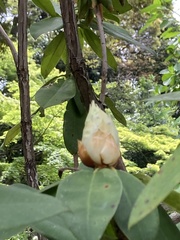 Rhododendron