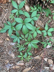 Parthenocissus quinquefolia