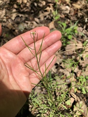 Cardamine parviflora