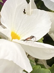 Diplazon laetatorius