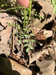 Cardamine parviflora