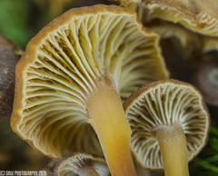 Xeromphalina brunneola