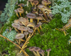Xeromphalina brunneola