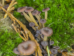 Xeromphalina brunneola