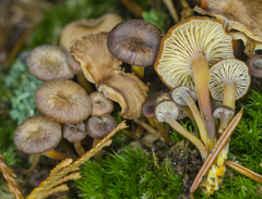 Xeromphalina brunneola